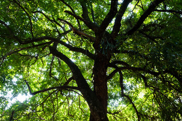 trees in the forest