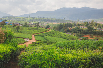 Fototapeta na wymiar Landscape countryside view of Sri Lankan hill country, tea plantations and Nuwara Eliya village, Sri Lanka.