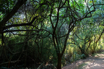 morning in the forest