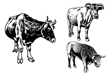 Vector set of cows and bulls isolated on white background, domestic animals,graphical elements
