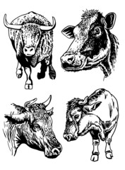 Vector set of cows and bulls isolated on white background, domestic animals,graphical elements