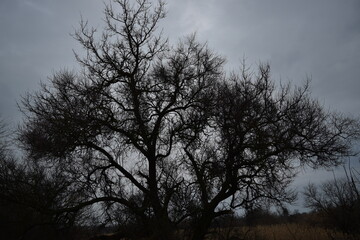 Fototapeta na wymiar Dark tree against the sky.