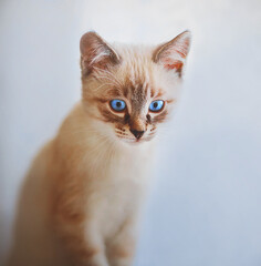 A cute little tabby Thai kitten with bright blue eyes sits and looks surprised. A pet.