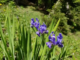 Naklejka premium Nature, Mountains, Culture, Followers of Kashmir Pakistan