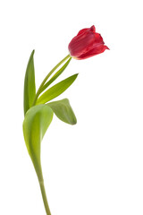 Obraz premium Red tulip with leave isolated on white background
