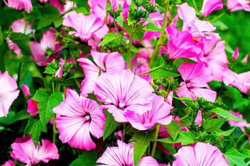 Close up of beautiful pink petunia flower plants in the garden.