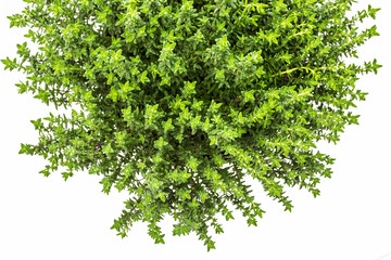 Obraz premium Fresh and raw thyme plant (Thymus vulgaris). Flower pot isolated on white background. Top view.