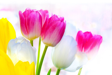 Natural background. spring colorful flowers tulips