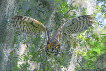 Great horned owl (Bubo virginianus) flying towards camera with wings up, yellow eyes staring, serious look, from oak tree with Spanish moss