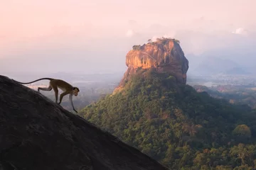 Fotobehang Aap A toque macaque monkey runs down a slope at Pidurangala Hill with a jungle landscape view of the ancient Sigiriya rock fortress in the background in Sri Lanka.  © Stephen