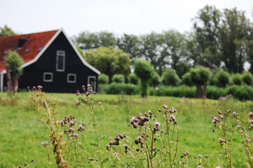 Obraz premium koog zaandijk