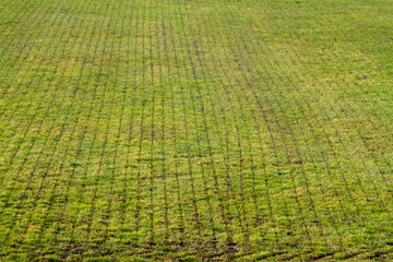 Modern agriculture: sod with straight cuts after injection of liquid manure in grassland