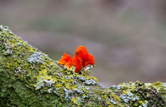 Orange Golden Jelly Fungus or Yellow Brain Fungus or (Tremella Mesenterica) on the lichen covered dead branch of an Oak.