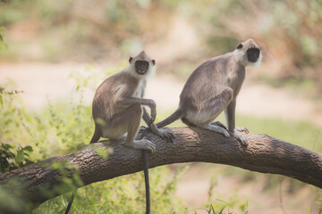 A pair of old world monkey Tufted gray langurs (Semnopithecus priam), on a tree branch in the jungle of Minneriya National Park, Sri Lanka.