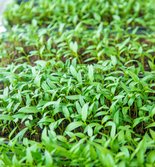 paprika plants in pots on window sill. selective focus.
