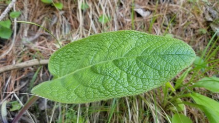 Nature, Mountains, Culture, Followers of Kashmir Pakistan