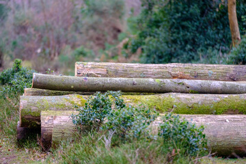 Chestnut coppice material