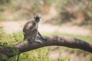 A territorial old world monkey Tufted gray langur (Semnopithecus priam), on a tree branch in the jungle of Minneriya National Park, Sri Lanka.