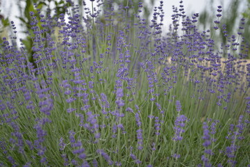 lavanda