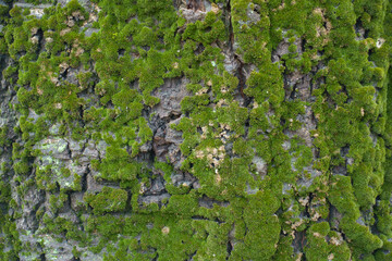 Texture of uneven bark of populus alba with moss and lichen