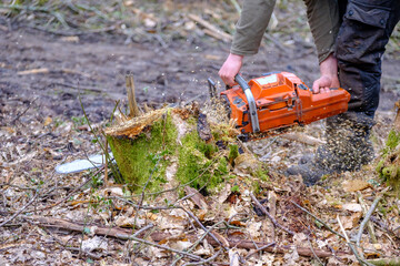Cutting down a Chestnut stump