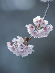 満開の安行桜　3月
