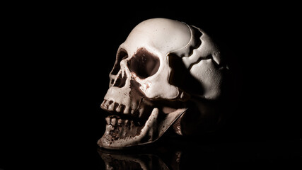 Artificial human skull on black background.