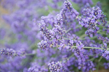 Obraz premium lavanda