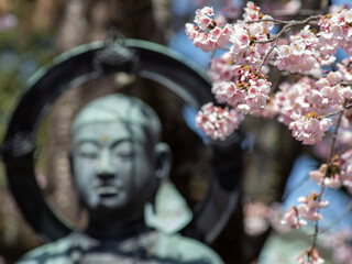 Obraz premium 満開の安行桜とお地蔵様 3月