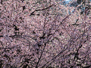 満開の安行桜　3月