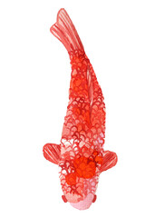 Illustration of japanese koi fish, top view
