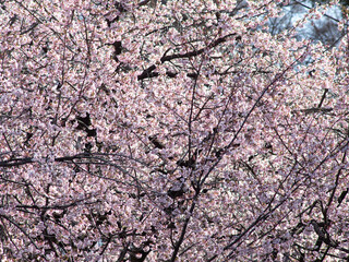 満開の安行桜　3月