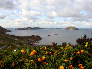 みかん畑と海