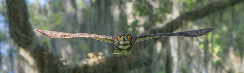 great horned owl (Bubo virginianus) flying straight at camera, wingspan full, intense yellow eyes stare