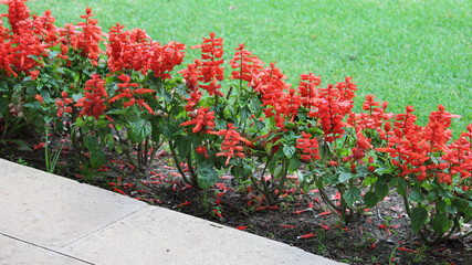 A mass planting of Scarlet sage flowers along a path with a lawn in the background. Salvia splendens
