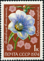 USSR - 1974: shows Ostrowskia magnifica, Morning Glory, Flowers, Flora of the USSR, 1974