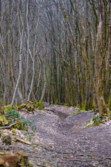 Chestnut coppice industry