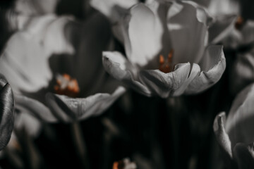 Black and white tulips, blossoming bud, close-up