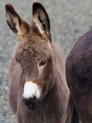 Cute Baby Donkey