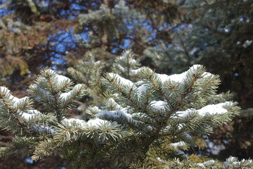 New snow on branches of blue spruce in February