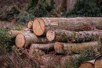 Chestnut coppice industry
