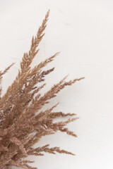 Elegant soft light autumn background with dry beige reeds on white wood board, top view, border.