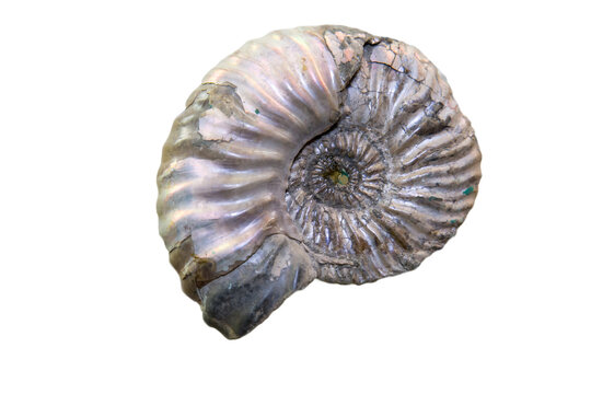 The pearl-colored cephalopod belemnite Cylindroteuthis puzosiana is isolated on a white background. Paleontology marine animals.