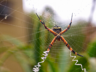 Macro photography of a silver argiope spider on its web, captured at a garden near the colonial...