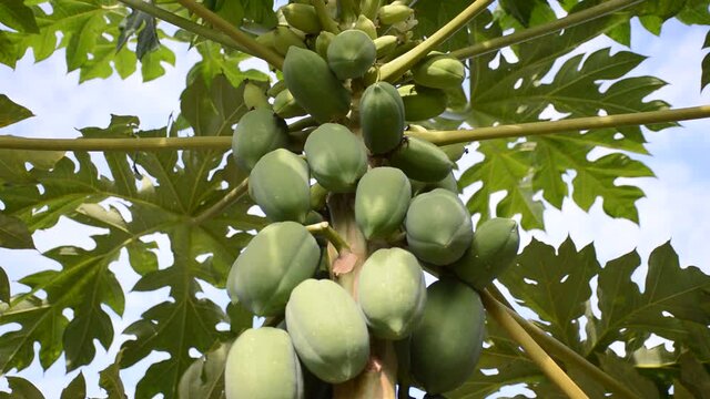 green papaya tree in fruit garden