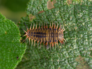Macro photography of a tortoise beetle larva on a leaf, captured at a garden near the colonial town of Villa de Leyva, Colombia.