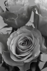 A bouquet of delicate roses, black and white photo, a view from above