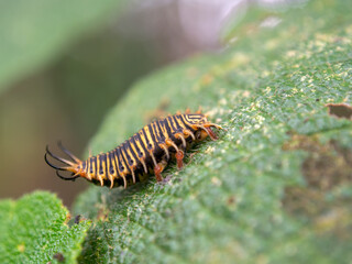 Macro photography of a tortoise beetle larva on a leaf, captured at a garden near the colonial town of Villa de Leyva, Colombia.
