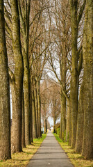 Alley with poplar trees (Populus)
