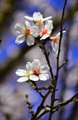 blossom in spring